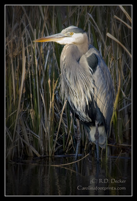 A Great Blue Heron spot-lighted by the setting sun.