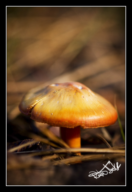 Mushrooms, wildflowers and other interesting objects make interesting subjects for macro photographers.