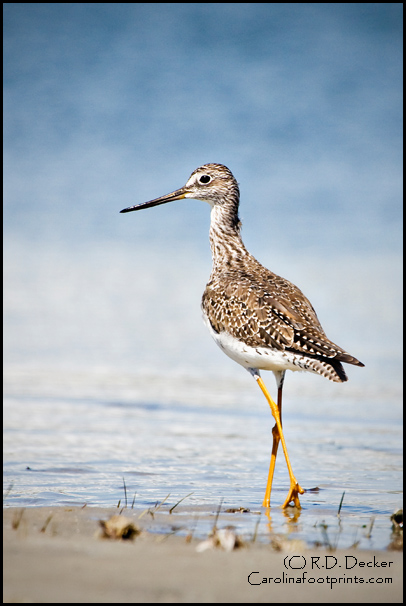 This photo of a Greater Yellowlegs, taken in March of 2010, earned a Second Place in the Wildlife in North Carolina 2010 photocontest.
