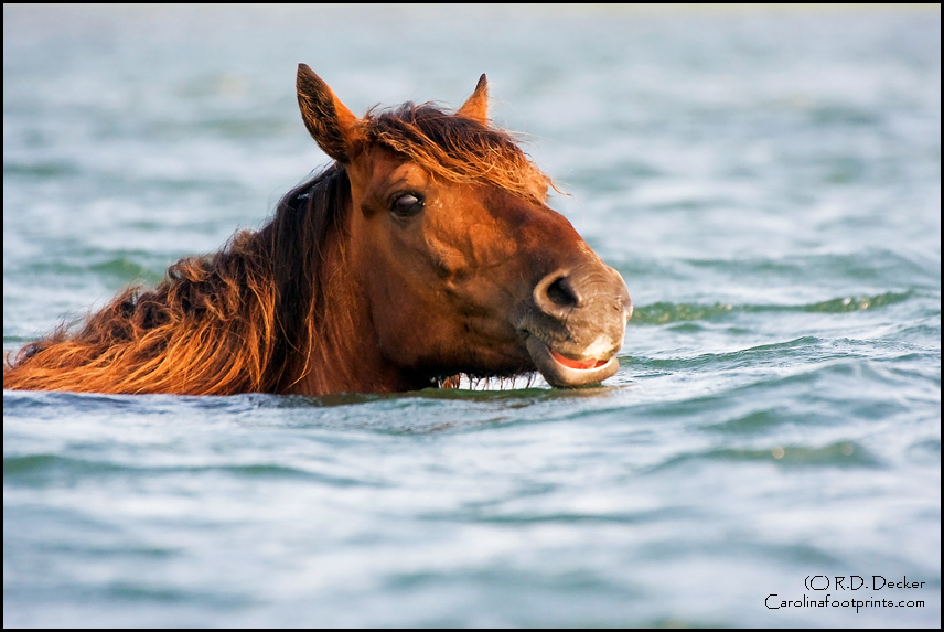My swimming banker horse image, taken in the Rachel Carson Estuarine Reserve near Beaufort, NC received a Honorable Mention in the NC Wildlife photo contest in the Animal Behavior catagory.