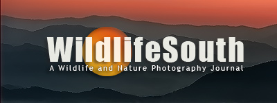 WildlifeSouth.com