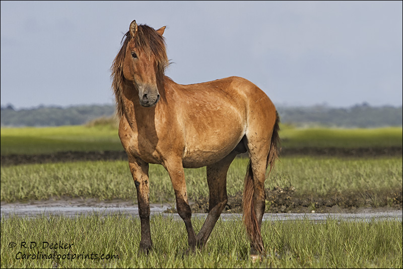 Wild Horse on the Carolina Coast