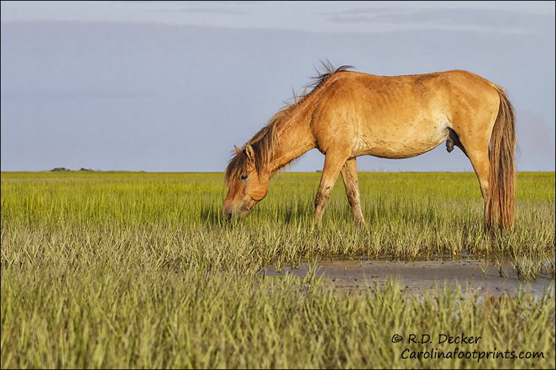 Wild Mustang, Rachel Carson Estuarine Reserve