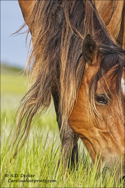 Wild horse close-up