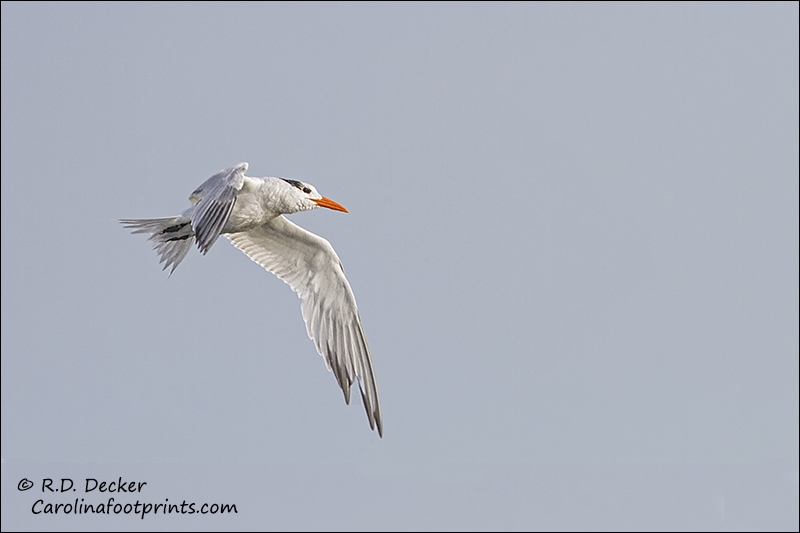 Tern in flight over the Rachel Carson Estuarine Reserve