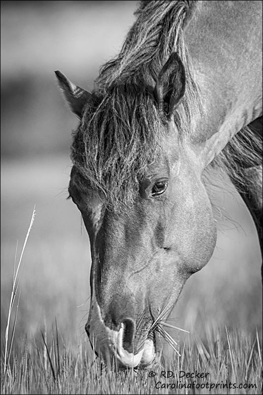 Wild horse feeding on the tidal flats of the Outer Banks
