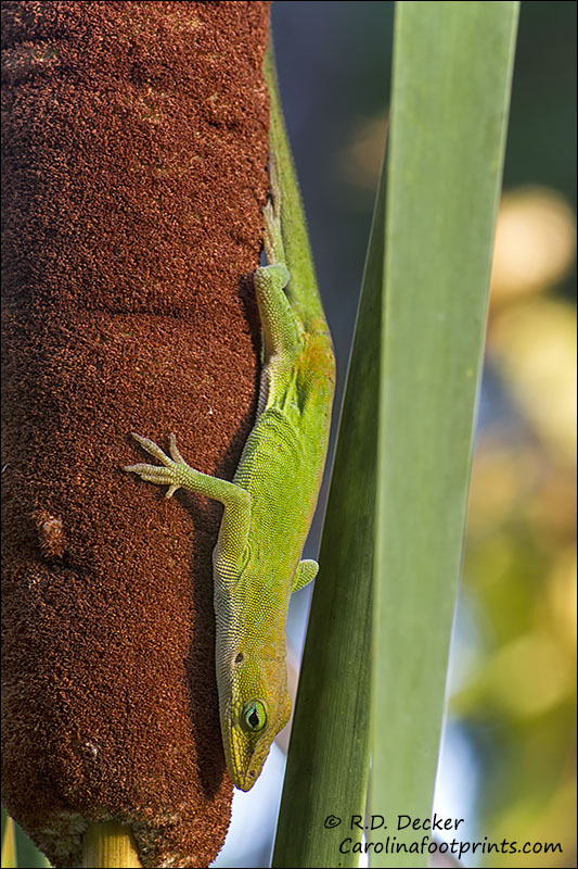 Green anole in the Croatan National Forest.