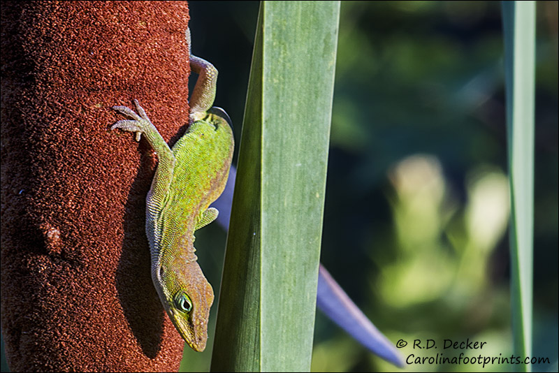 Green anole on a cattail head.