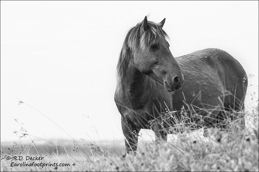 Wild horse on the Carolina coast.