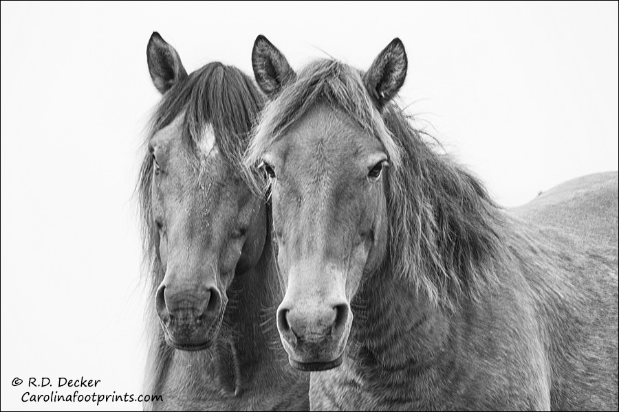 Two amigos: Wild horses on the Carolina Coast