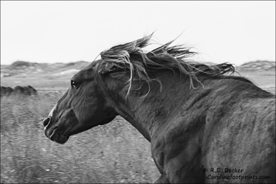 Wild horse in motion.