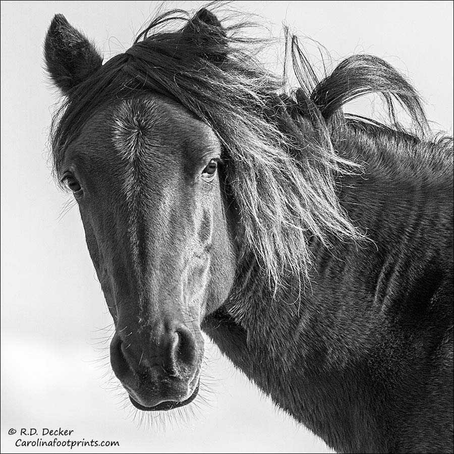Wild horse in black & white
