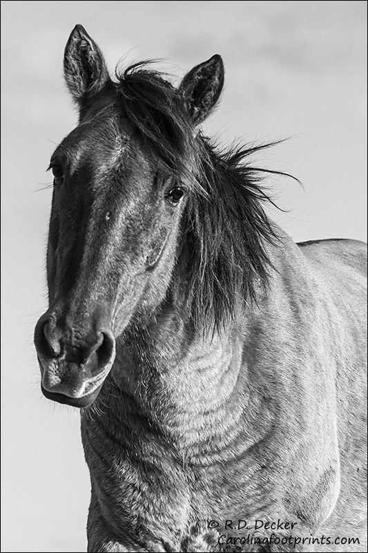Portrait of a wild horse.
