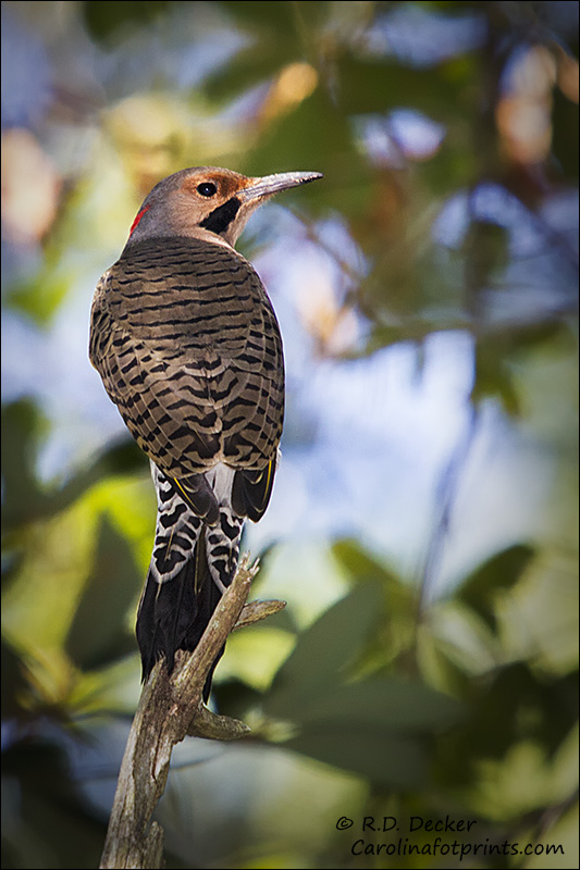 Northern Flicker in the Croatan National Forest, eastern North Carolina.