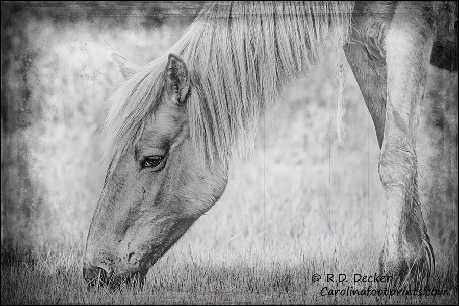 Photograph of a wild horse with a texture applied.