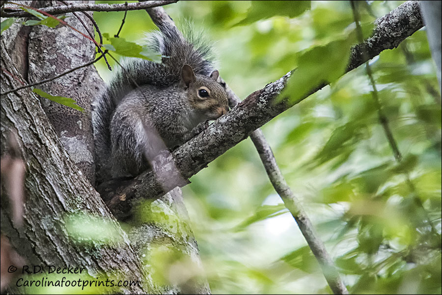 A cute, furry squirrel sits in a tree.