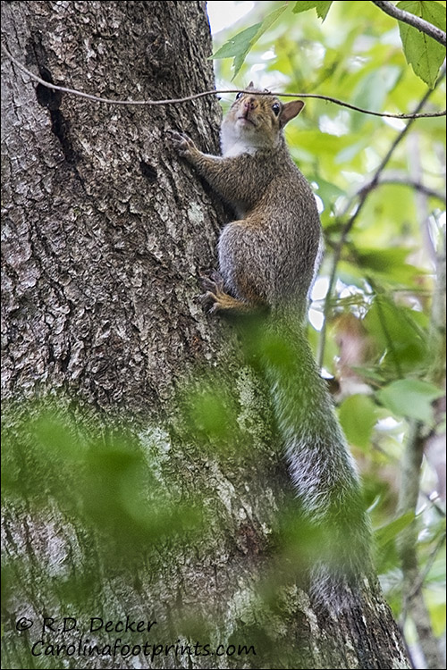 Squirrels con be entertaining when sitting in a hide.