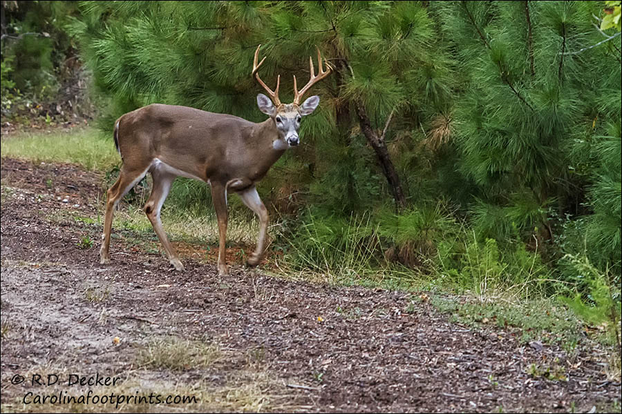 Whitetail Deer in a maritime forest along the eastern North Carolina coast.