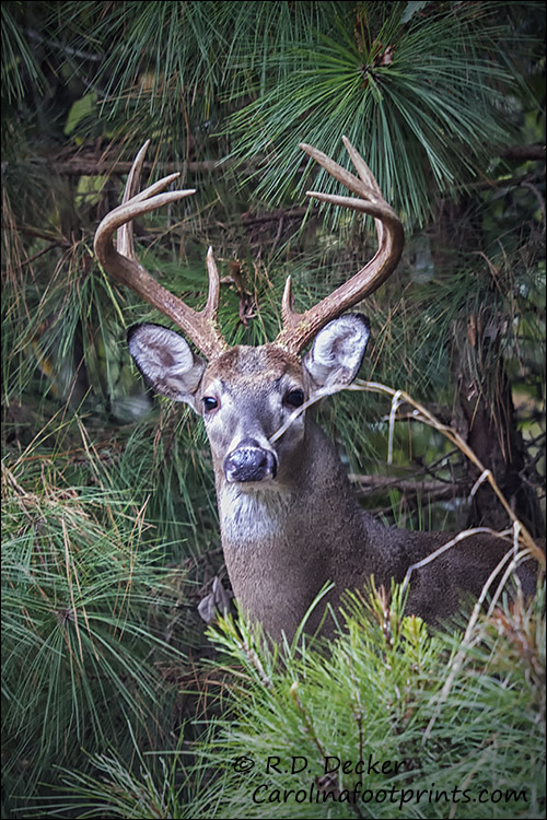 8 point buck in the pine forest of the Crystal Coast.