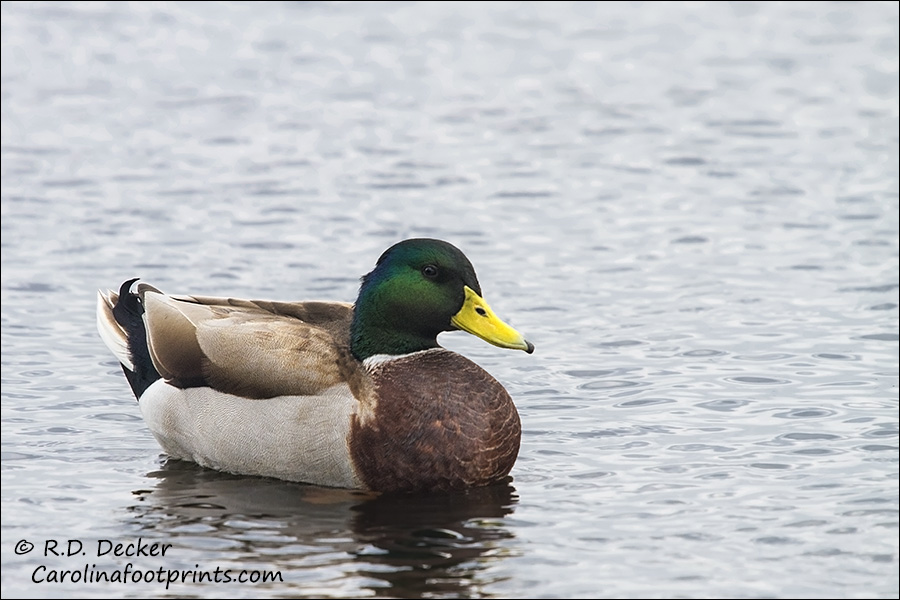 Mallard duck on the Neuse River.
