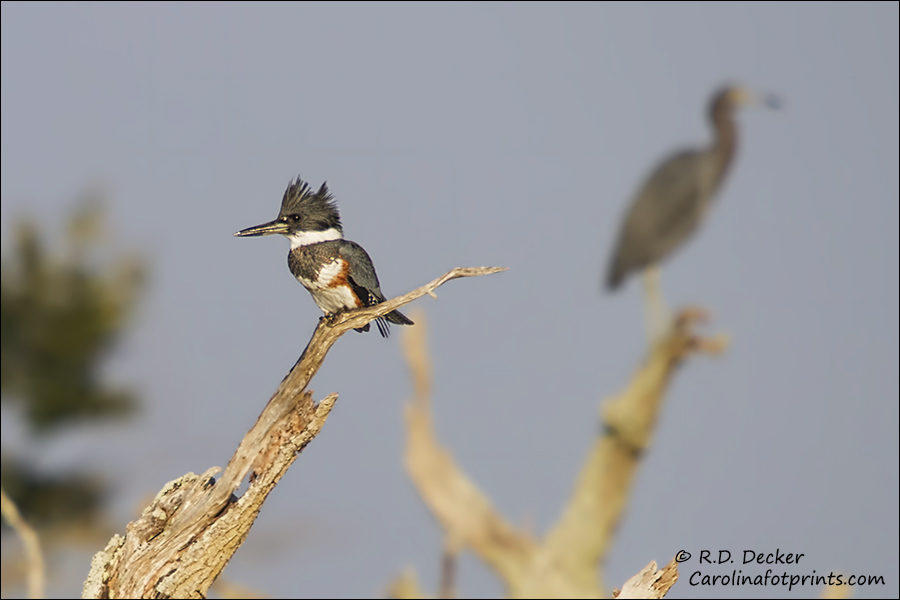 Belted Kingfisher with Little Blue Heron in the background.