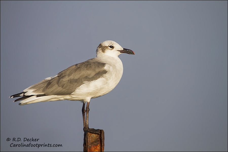 A Young Laughing Gull on a Perch