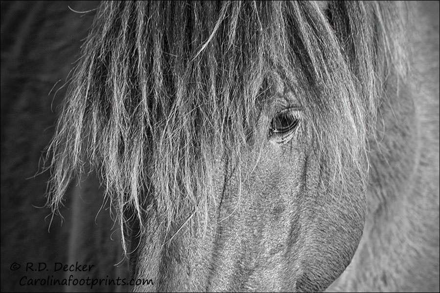 An intimate portrait of a wild horse.