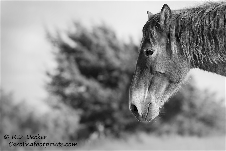 North Carolina wild horse in black & white