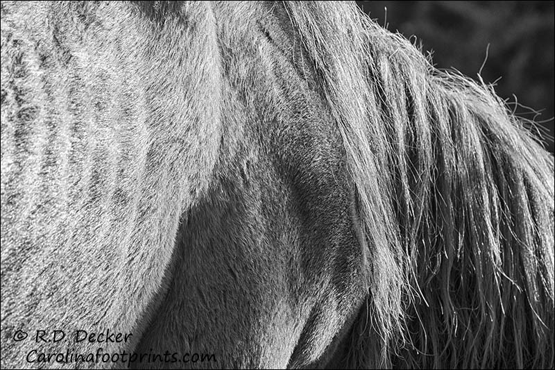 Detail shot of a wild mustang in black & white.