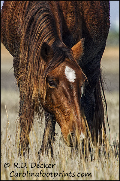 A wild horse feeding on marsh grass sports a tangled mane.