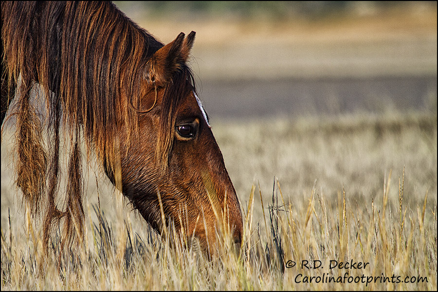 Portrait of a wild horse with a tangled mane.