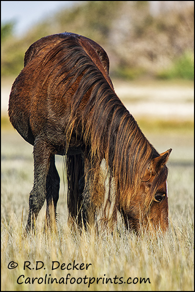Wild horse of the Carolina coast.