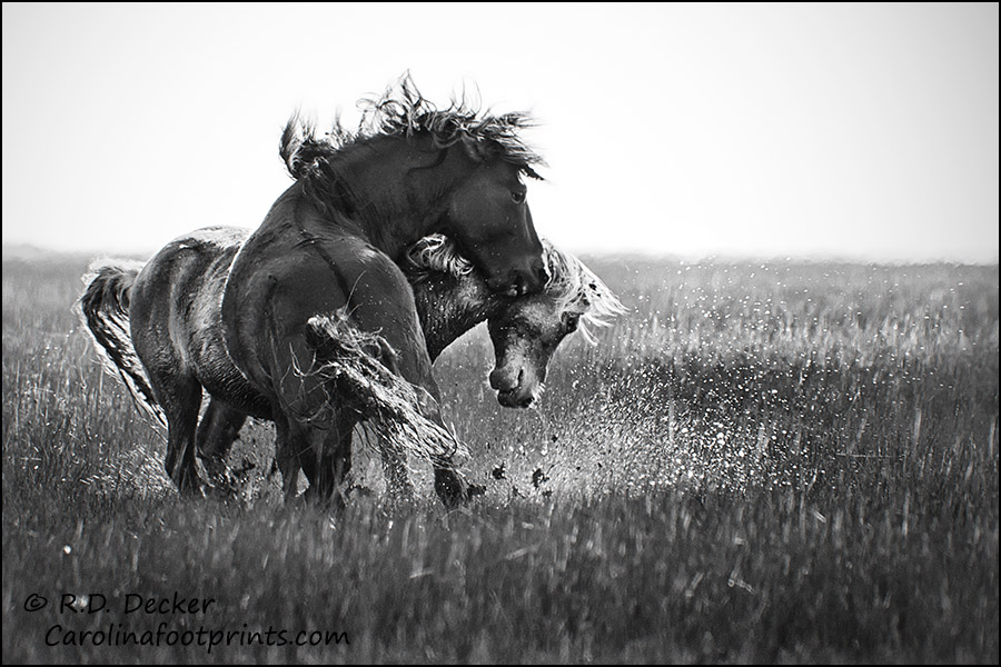 Wild horses clash in a vicious battle on the tidal flats along the North Carolina coast