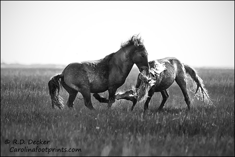 Fighitng wild stallions, North Carolina Outer Banks