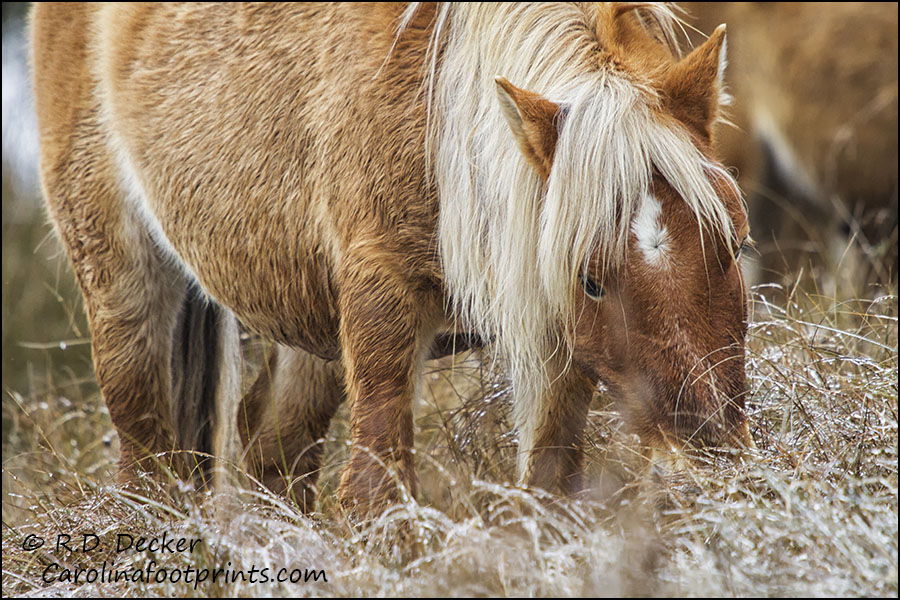 Wild stallion feeding on marsh grass.