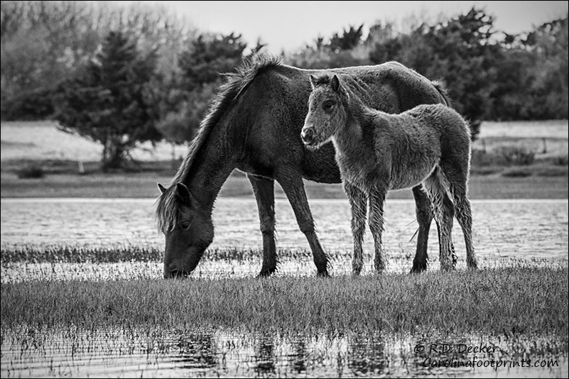 A wild mare and her young colt feed along the Carolina Coast.