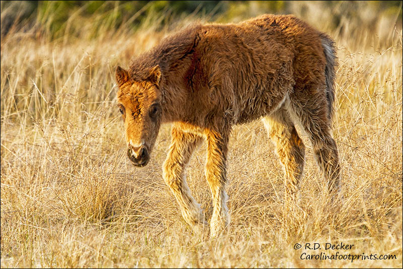 A young wild colt explores the Rachel Carson Estuarine Reserve near Beaufort, North Carolina