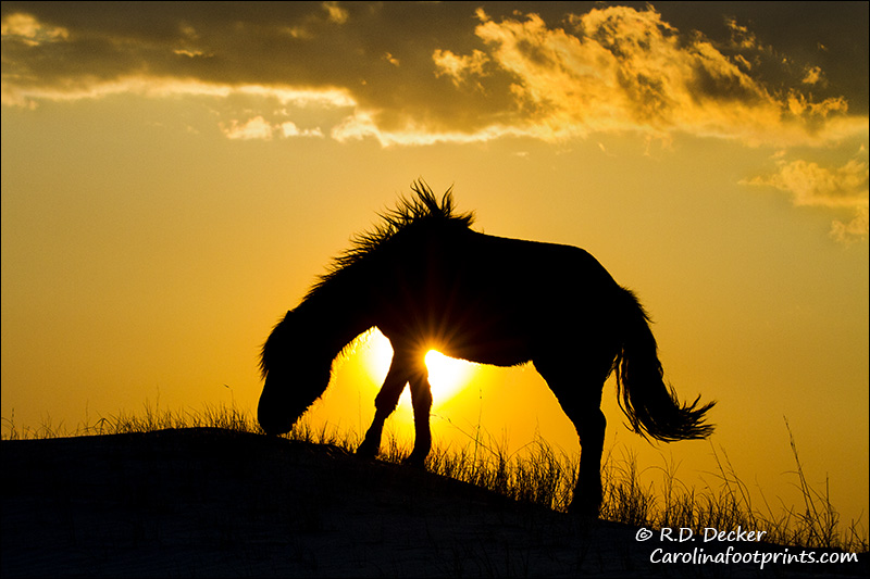 A wild horse feeds atop a sand dune at sunset along the North Carolina coast.