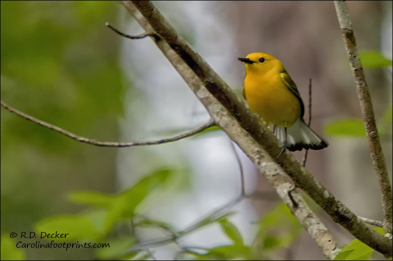 Prothonotary Warbler, eastern NC
