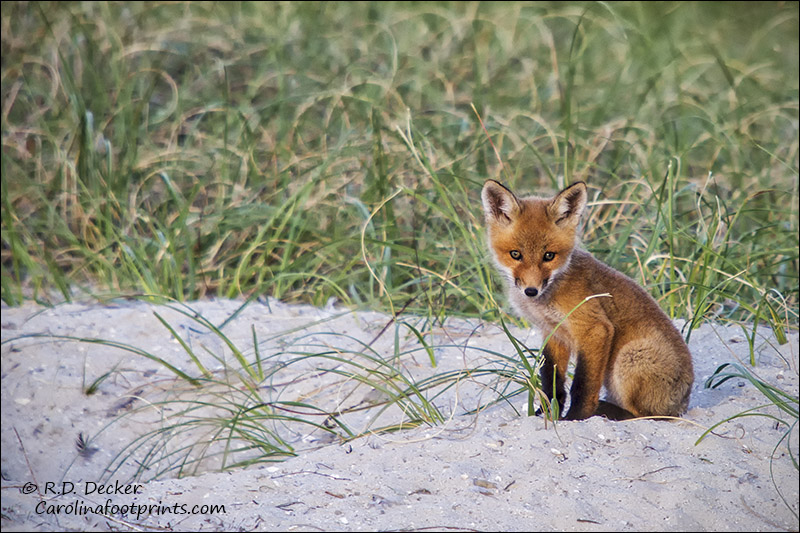 Wild fox kit in front of its den.