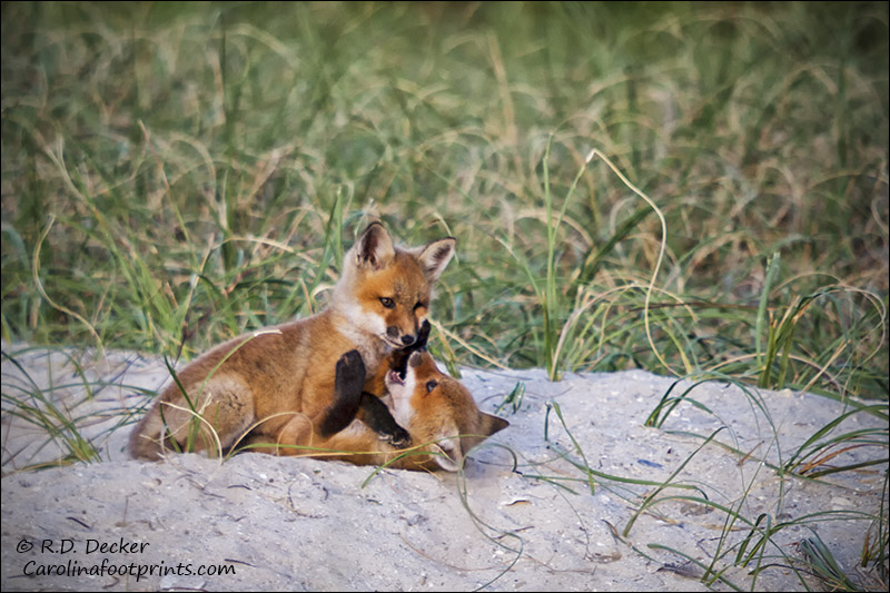 A pair of young foxes in front of their den along the NC coast.