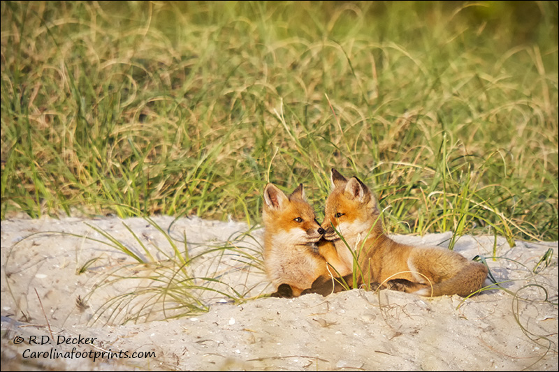 Wild foxes at the Rachel Carson Estuarine Reserve