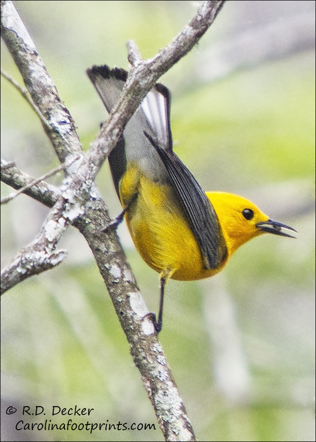 Prothonotary Warbler, Croatan National Forest