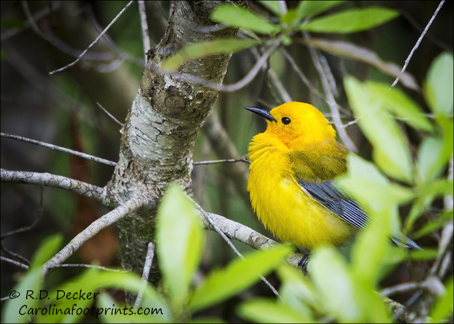 Prothonotary Warbler in the Croatan National Forest