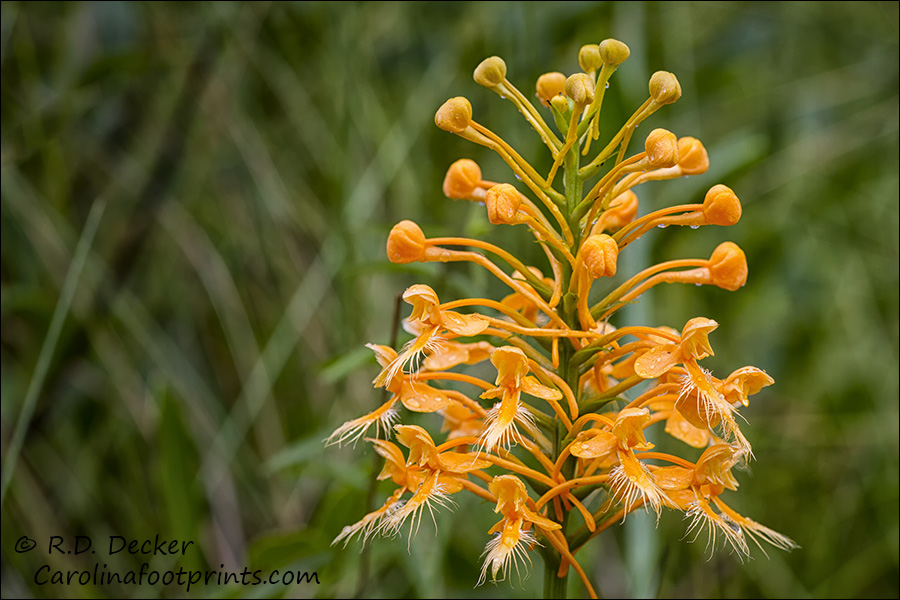 Yellow Fringed Orchid, Croatan National Forest