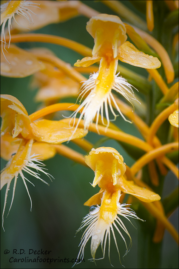 Yellow Fringed Orchid, Croatan National Forest