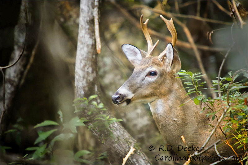 Whitetail Deer , Coastal Carolina