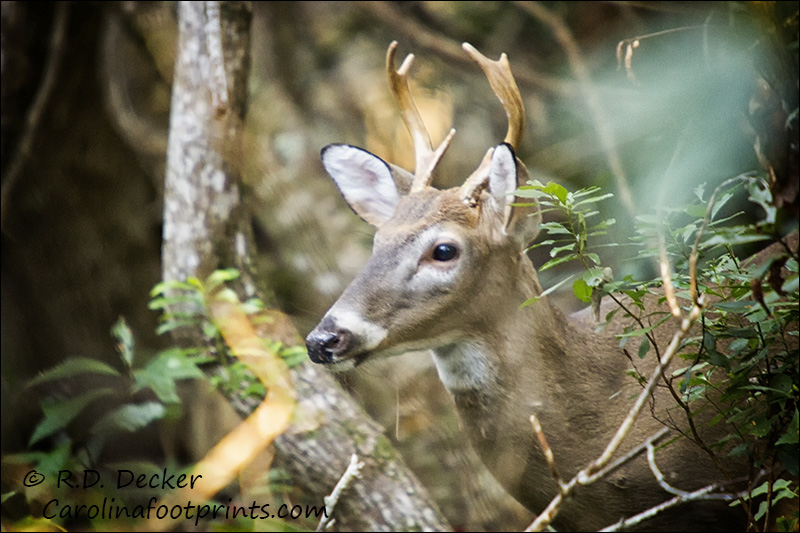 Whitetail Deer in Eastern Carolina