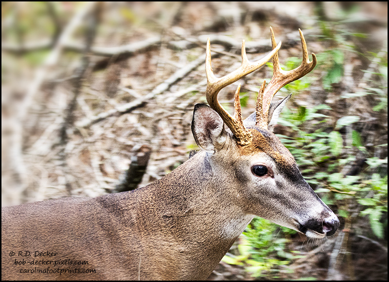 Close encounter of the whitetail deer kind