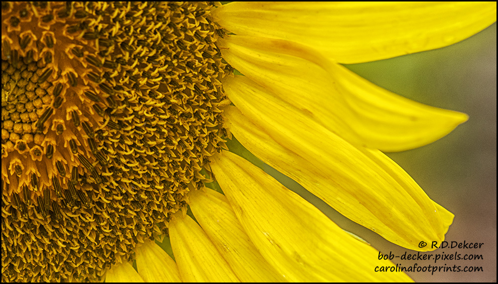 2022_July_15_Sunflower02_CF.jpg